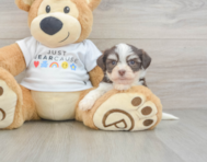 8 week old Havanese Puppy For Sale - Premier Pups