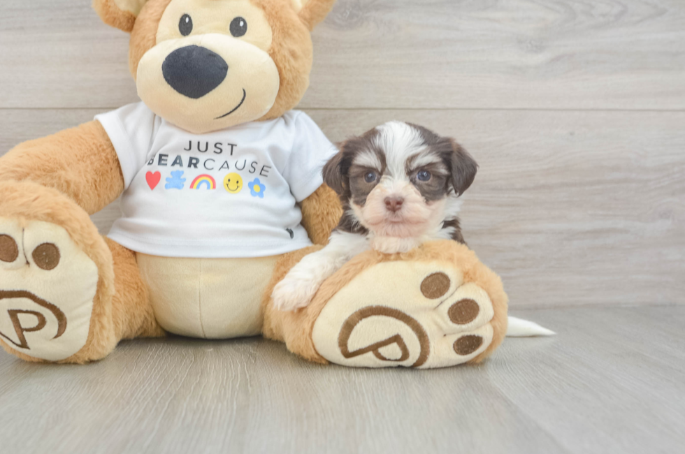5 week old Havanese Puppy For Sale - Premier Pups