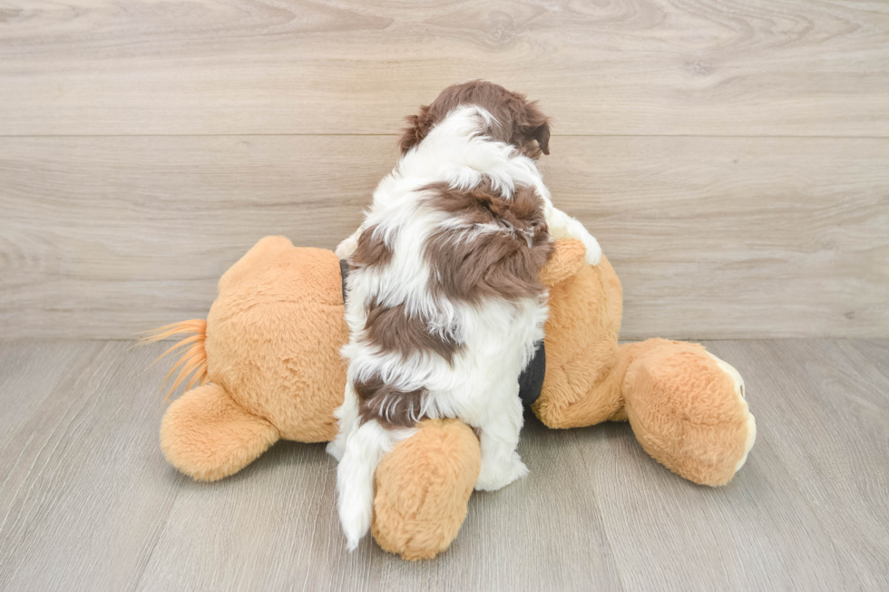 Havanese Pup Being Cute