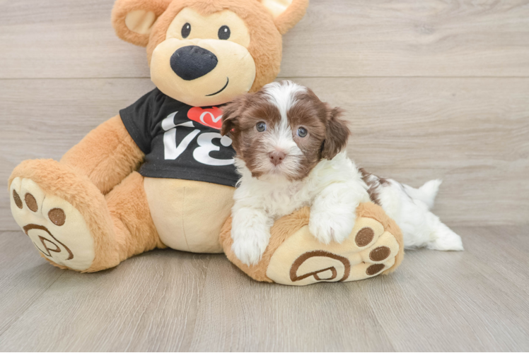 Hypoallergenic Havanese Purebred Pup