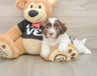 5 week old Havanese Puppy For Sale - Premier Pups