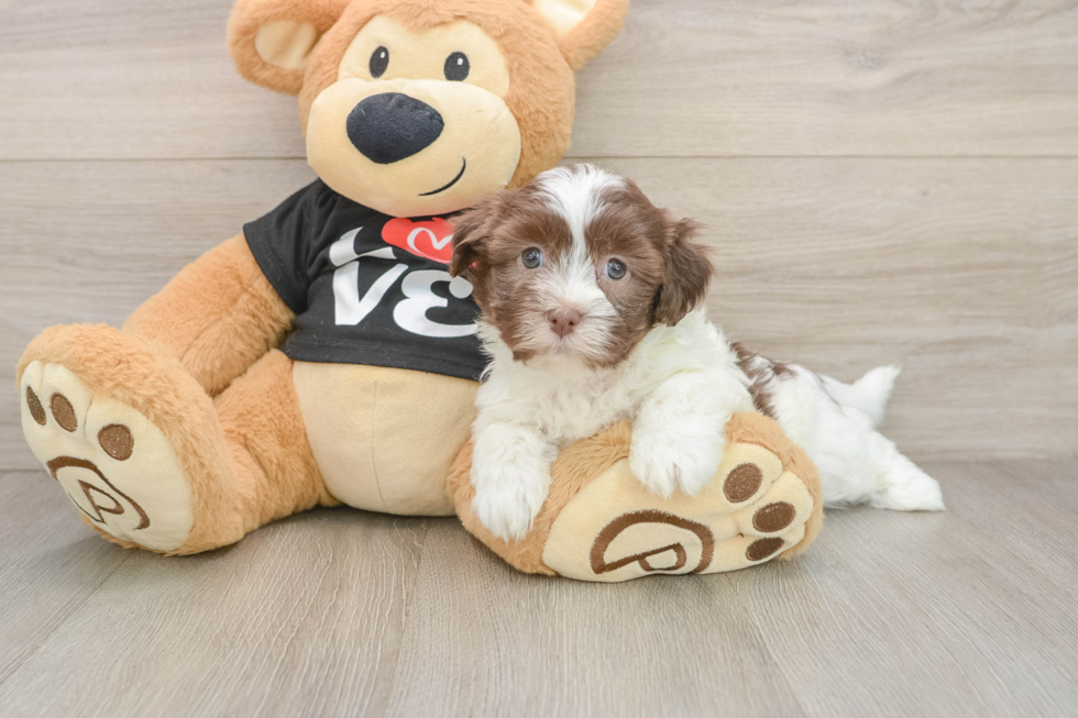 Hypoallergenic Havanese Purebred Pup