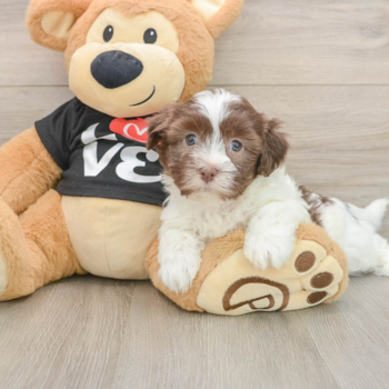 Hypoallergenic Havanese Purebred Pup