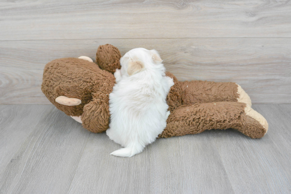 Funny Havanese Purebred Pup