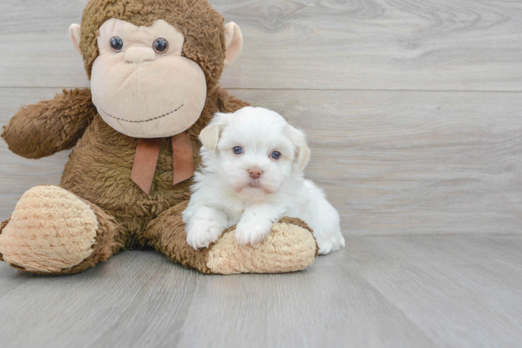 Best Havanese Baby