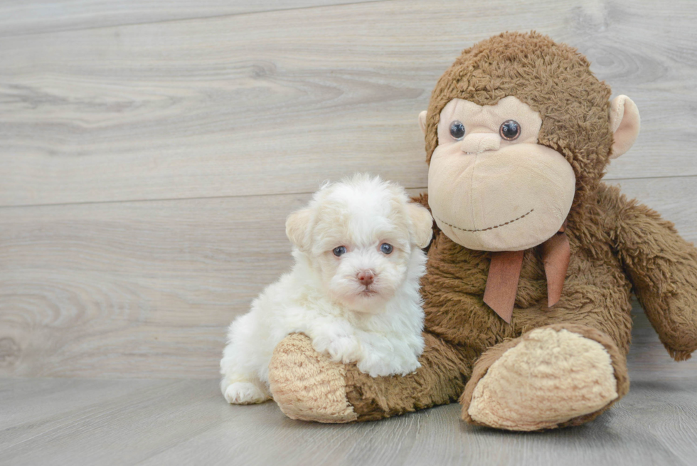 Best Havanese Baby