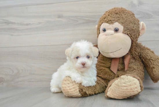 Best Havanese Baby