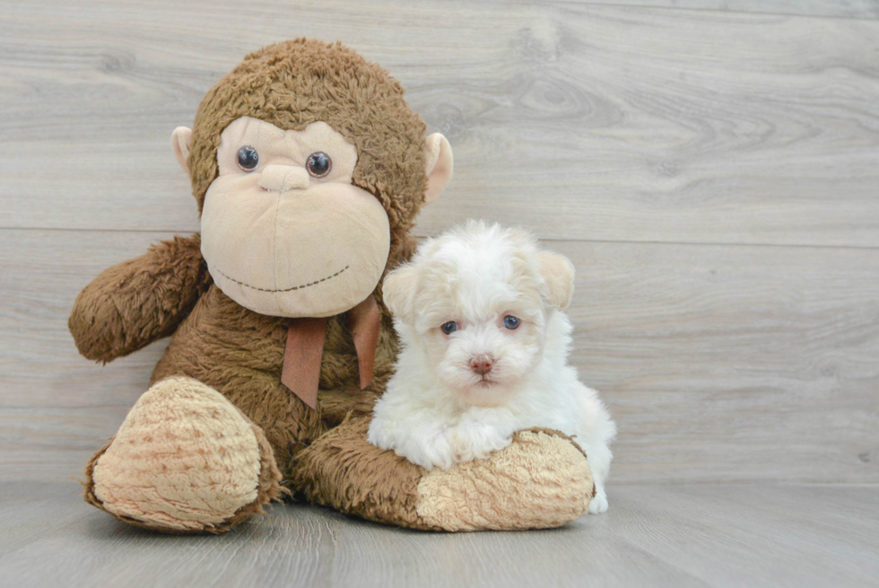 Best Havanese Baby