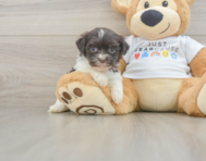 8 week old Havanese Puppy For Sale - Premier Pups