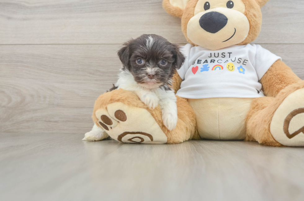 6 week old Havanese Puppy For Sale - Premier Pups