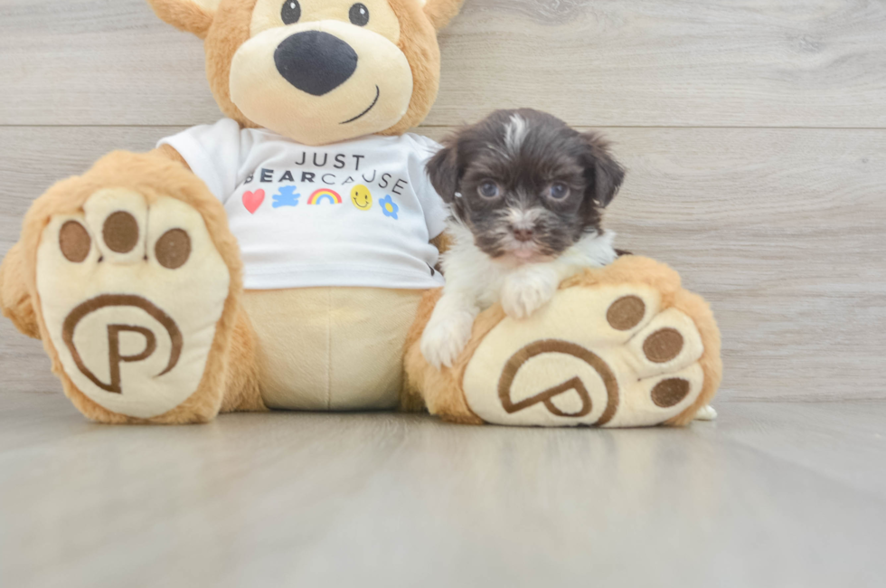 5 week old Havanese Puppy For Sale - Premier Pups