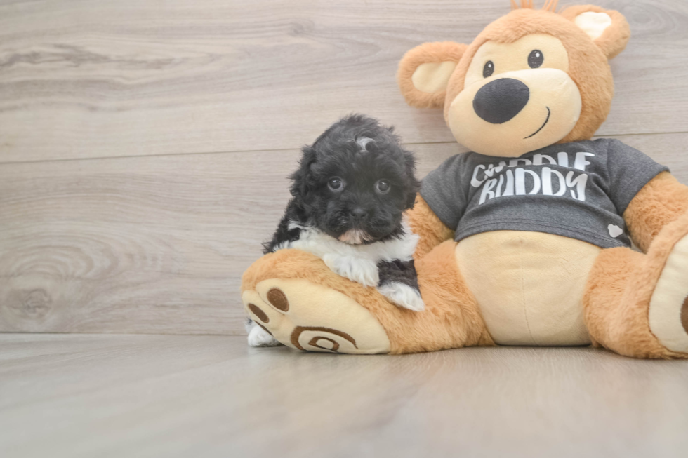 Meet Bev - our Havanese Puppy Photo  2/3 - Premier Pups Best Havanese Baby