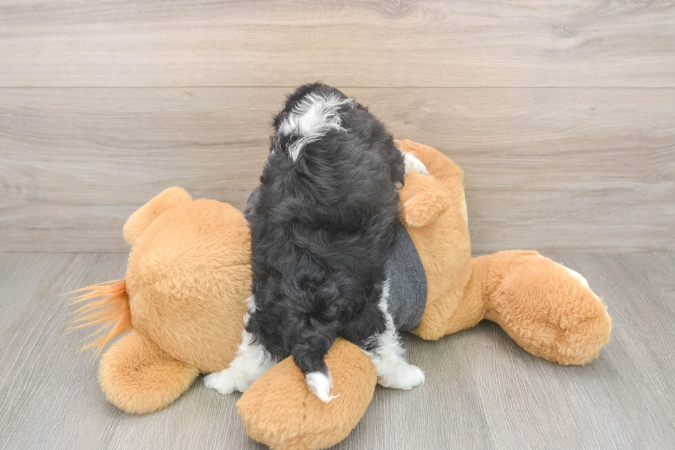Meet Bev - our Havanese Puppy Photo  3/3 - Premier Pups Best Havanese Baby