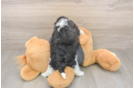 Meet Bev - our Havanese Puppy Photo  3/3 - Premier Pups Best Havanese Baby