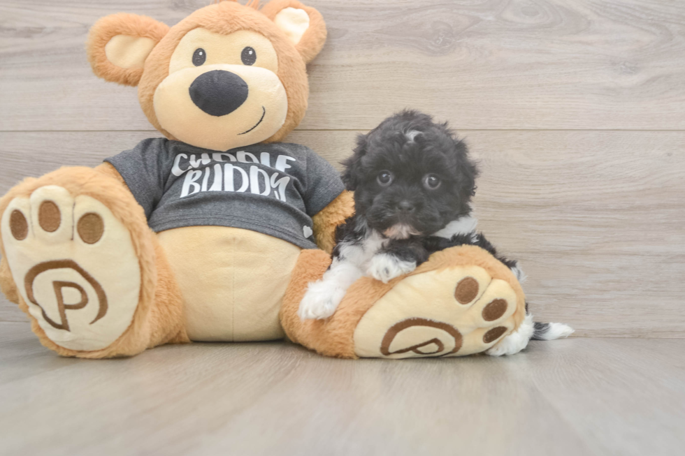 Meet Bev - our Havanese Puppy Photo  1/3 - Premier Pups Best Havanese Baby