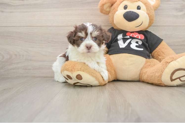 Playful Havanese Purebred Pup