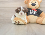 5 week old Havanese Puppy For Sale - Premier Pups