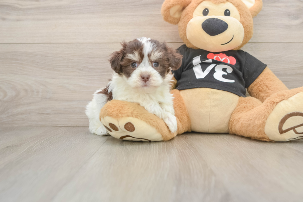 Playful Havanese Purebred Pup