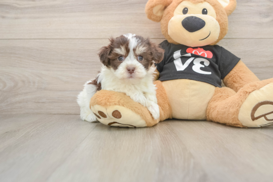Playful Havanese Purebred Pup