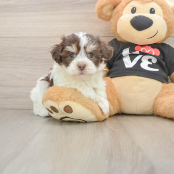 Playful Havanese Purebred Pup
