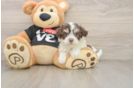Little Havanese Baby