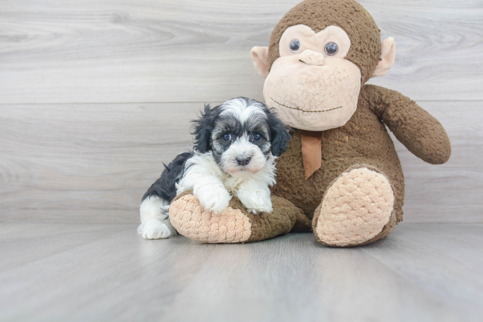 Little Havanese Baby