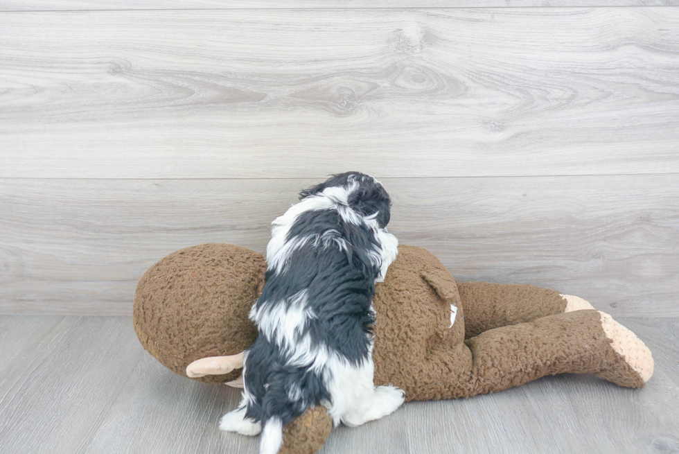 Havanese Pup Being Cute