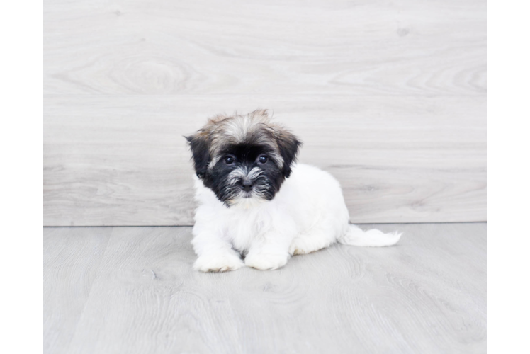Funny Havanese Baby