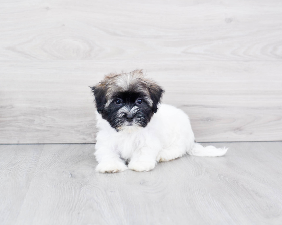 Funny Havanese Baby