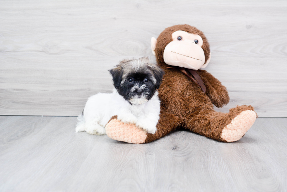 Havanese Pup Being Cute