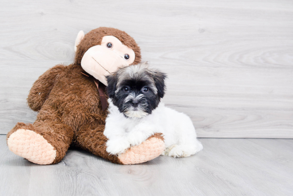Adorable Havanese Purebred Puppy
