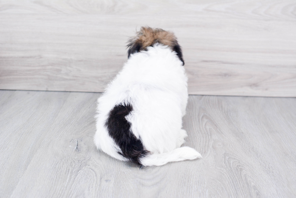 Havanese Pup Being Cute