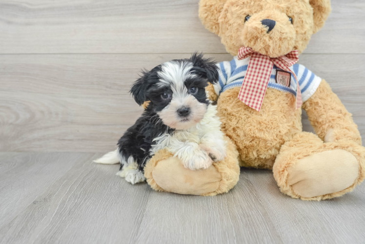 Havanese Pup Being Cute