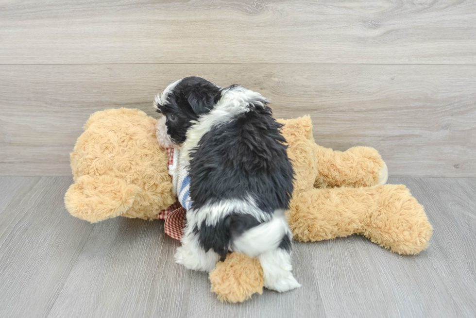 Havanese Puppy for Adoption