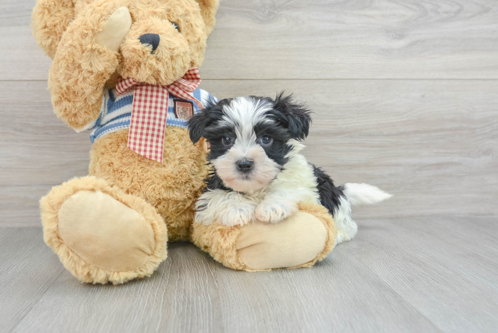 Petite Havanese Purebred Puppy