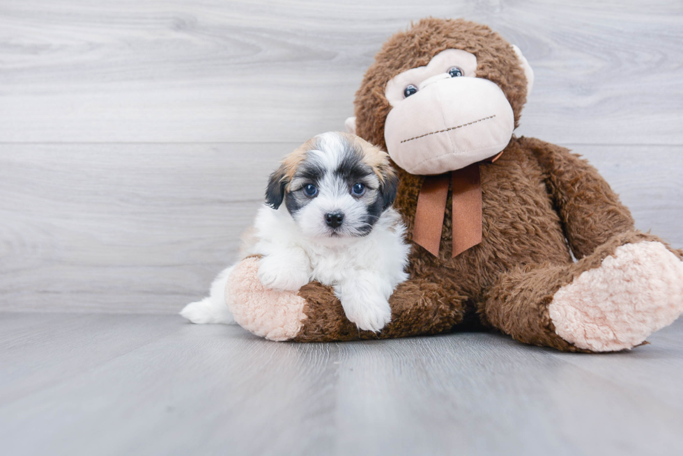 Playful Havanese Purebred Pup