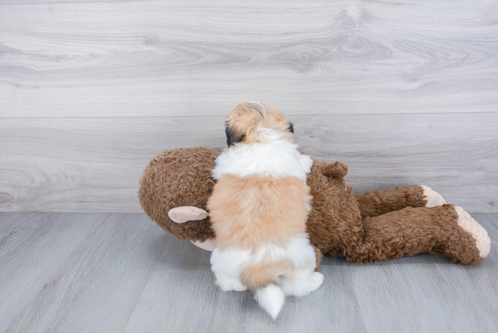 Havanese Pup Being Cute