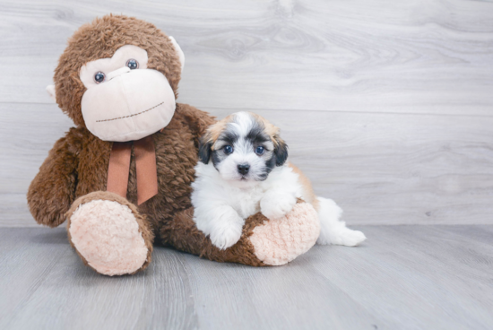 Havanese Puppy for Adoption