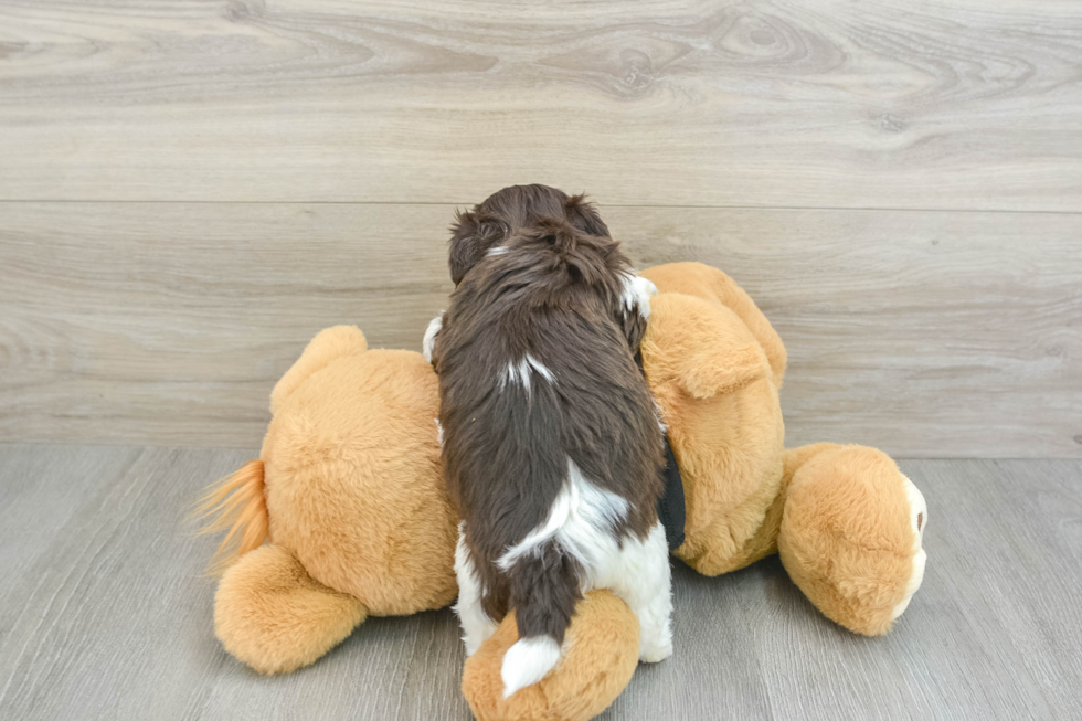 Havanese Pup Being Cute