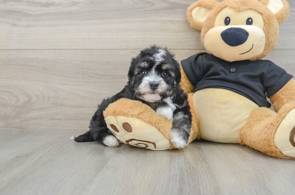 5 week old Havanese Puppy For Sale - Premier Pups