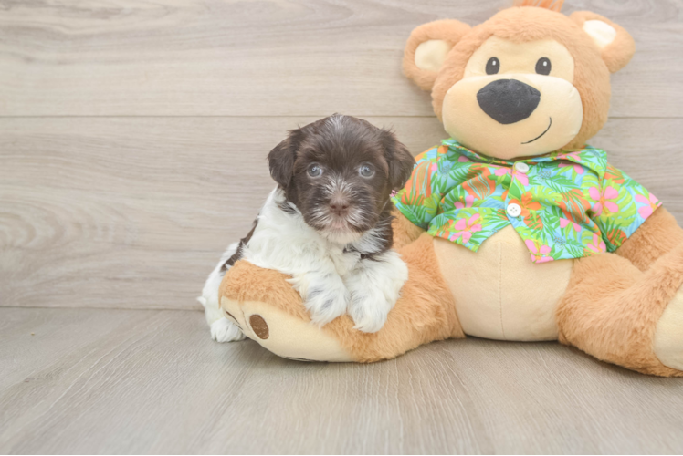 Popular Havanese Baby