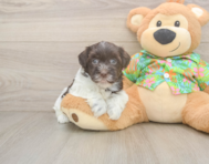 7 week old Havanese Puppy For Sale - Premier Pups