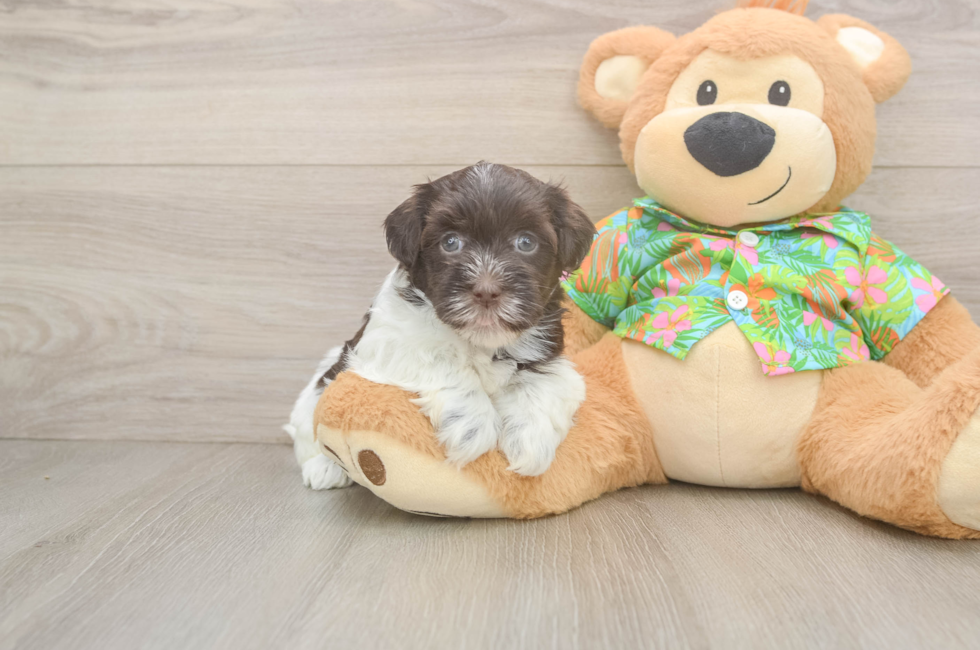 5 week old Havanese Puppy For Sale - Premier Pups