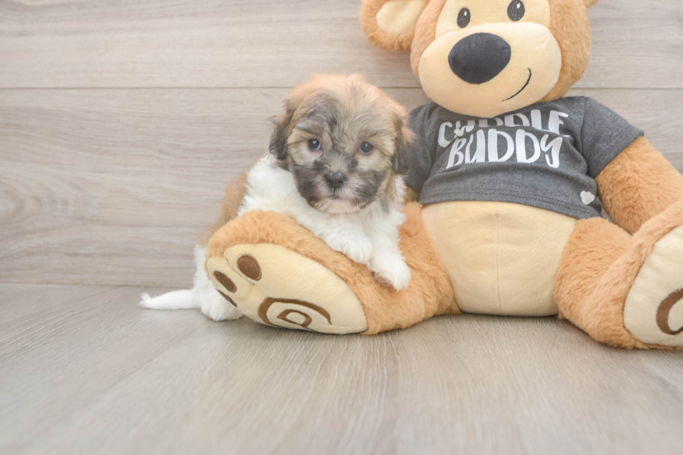 Meet Bobby - our Havanese Puppy Photo  2/3 - Premier Pups Fluffy Havanese Cuban Bichon Purebred Puppy