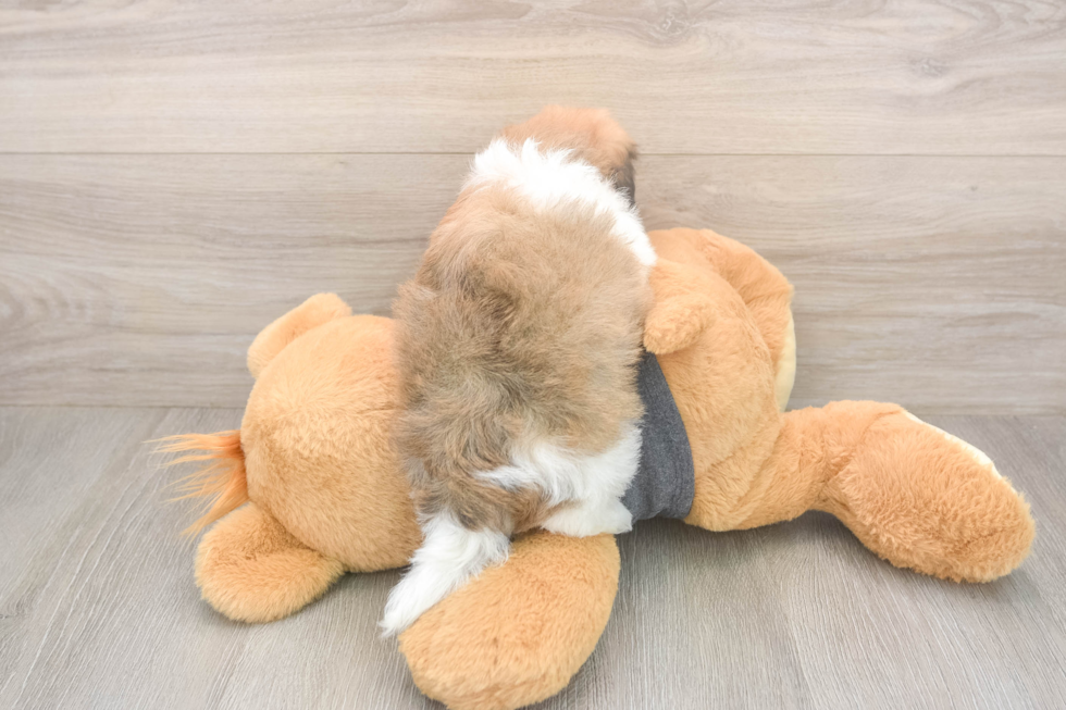 Meet Bobby - our Havanese Puppy Photo  3/3 - Premier Pups Playful Havanese Purebred Pup