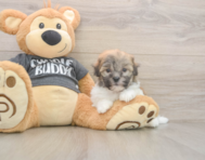 6 week old Havanese Puppy For Sale - Premier Pups
