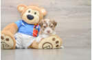 Best Havanese Baby