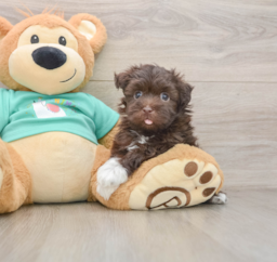 5 week old Havanese Puppy For Sale - Premier Pups