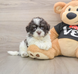 5 week old Havanese Puppy For Sale - Premier Pups