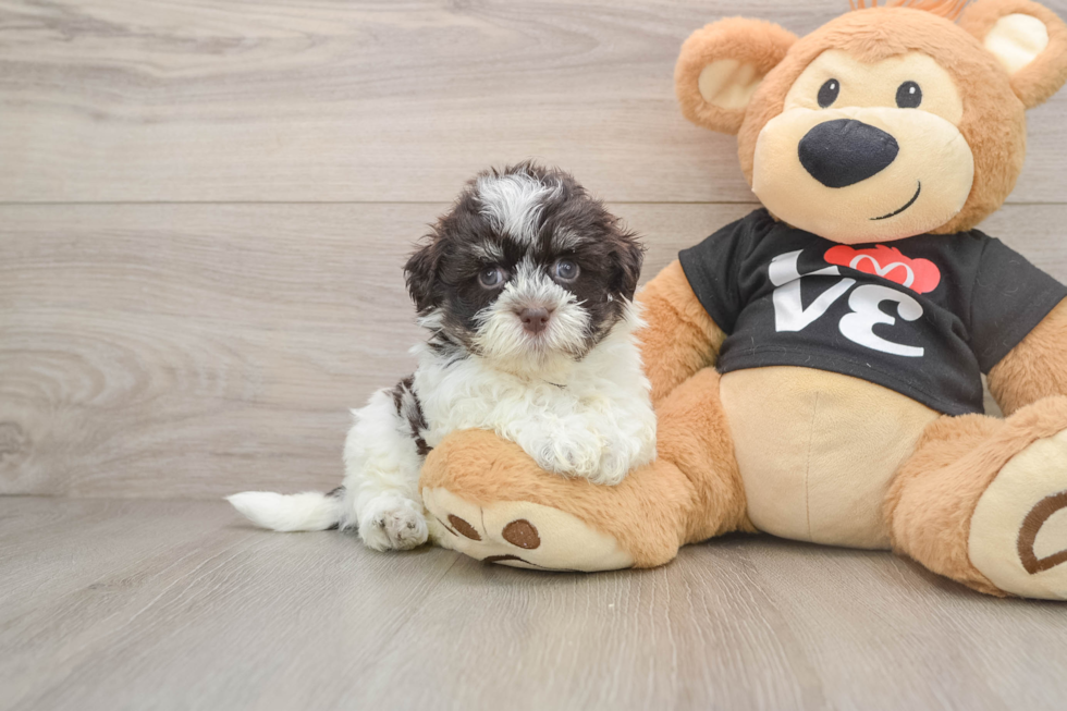 Popular Havanese Baby